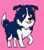 Collie 4